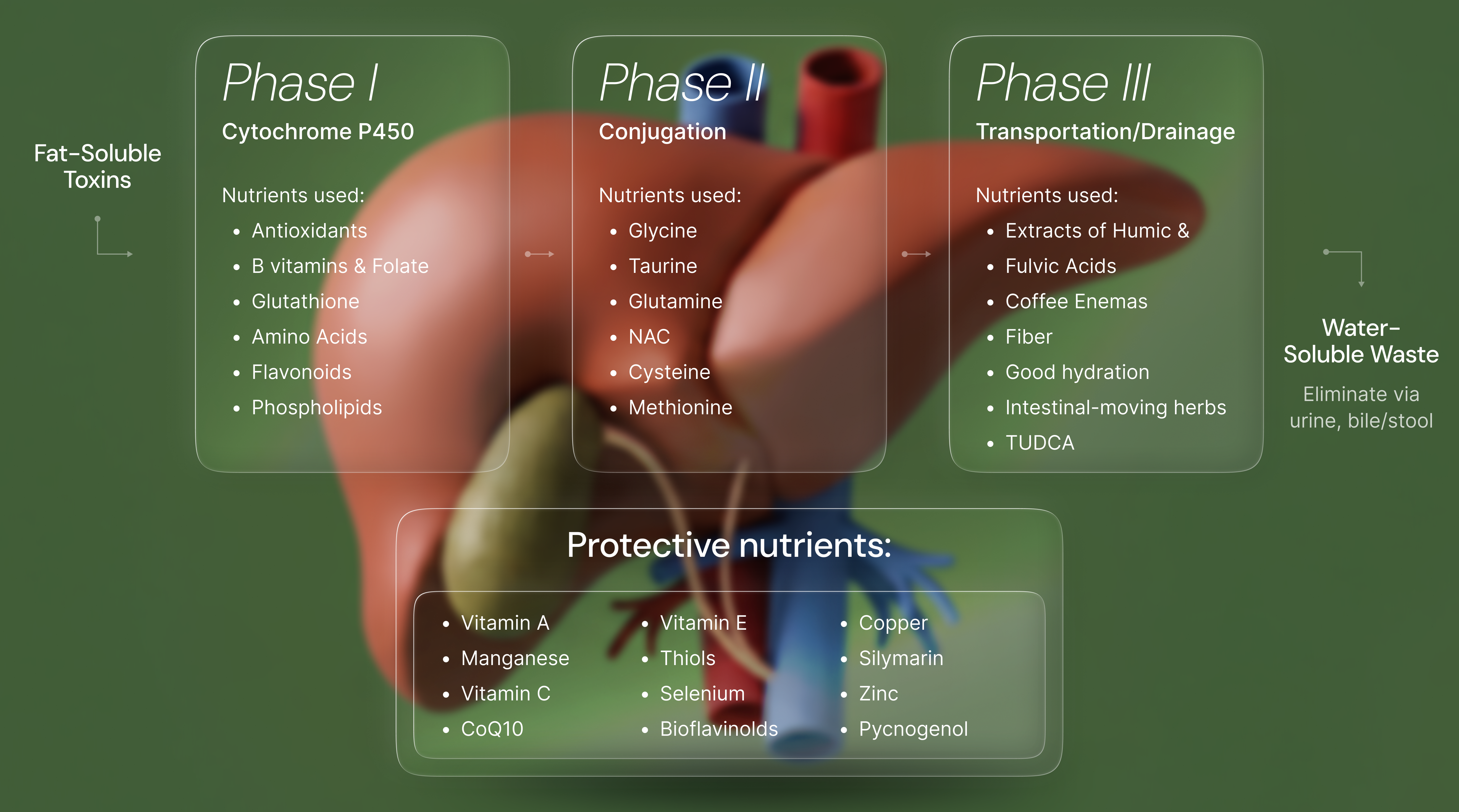 Liver detoxification pathways